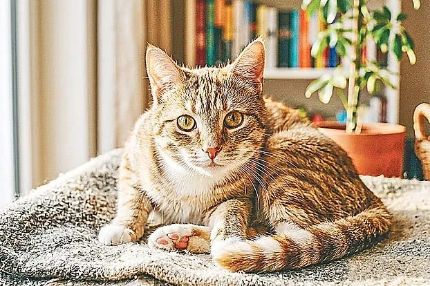 শুধু বিড়ালকে খাবার দিয়েই দুই সপ্তাহে আয় ২৮ লাখ টাকা